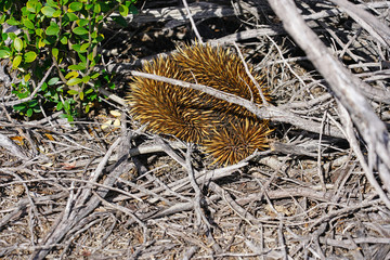 View of a wild echidna on the side of the road in Kalbarri National Park, Western Australia