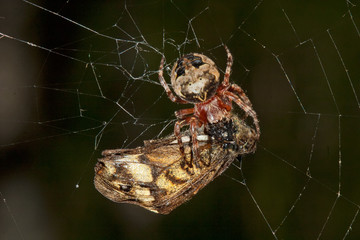 Fat spider caught a moth in its web and is eating it