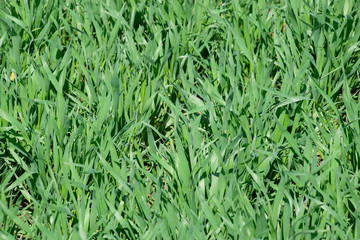 Stalks of young wheat in the field, winter wheat