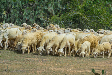 the sheeps in Ninh thuan provice - vietnam