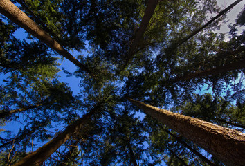 Forest canopy against a blue sky, seen from below