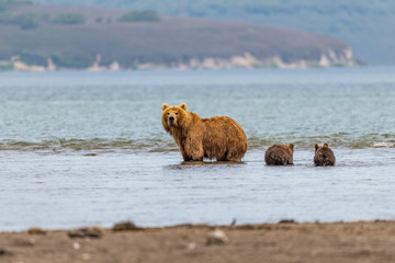 Obraz premium Ruling the landscape, brown bears of Kamchatka (Ursus arctos beringianus)
