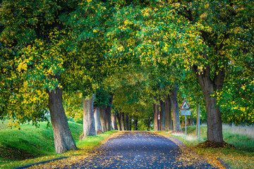 Fototapeta na wymiar Allee Straße im Herbst - Bäume auf Insel Rügen