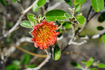 View of a Murchison rose flower (Diplolaena Mollis) in Kalbarri National Park, Western Australia