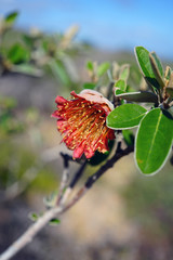 View of a Murchison rose flower (Diplolaena Mollis) in Kalbarri National Park, Western Australia