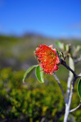 View of a Murchison rose flower (Diplolaena Mollis) in Kalbarri National Park, Western Australia