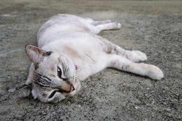 Fototapeta na wymiar Adorable gray kitten cat on street
