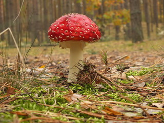 Muchomor © Jaroo
