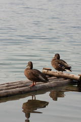 ducks on lake