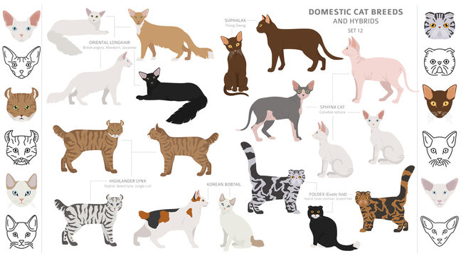 Domestic cat breeds and hybrids collection isolated on white. Flat style set. Different color and country of origin