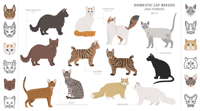 Domestic cat breeds and hybrids collection isolated on white. Flat style set. Different color and country of origin