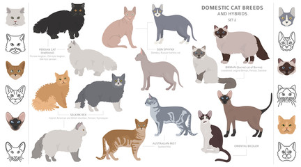 Domestic cat breeds and hybrids collection isolated on white. Flat style set. Different color and country of origin