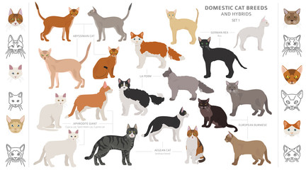 Domestic cat breeds and hybrids collection isolated on white. Flat style set. Different color and country of origin © a7880ss