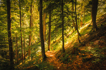 Fototapeta premium Mittenwald Forest