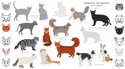 Domestic cat breeds and hybrids collection isolated on white. Flat style set. Different color and country of origin