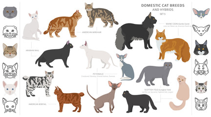 Fototapeta premium Domestic cat breeds and hybrids collection isolated on white. Flat style set. Different color and country of origin