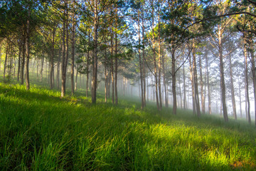 beatyful lanscape of DaLat, viet nam the sun and the pine hill in mist