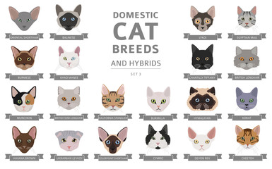 Domestic cat breeds and hybrids portraits collection isolated on white. Flat color cat`s head style set - obrazy, fototapety, plakaty