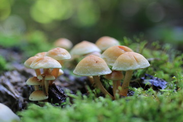 mushrooms in forest