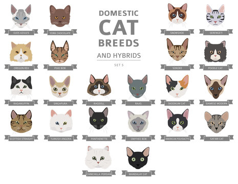 Set of cute cats icons, vector flat illustrations. Cat breeds