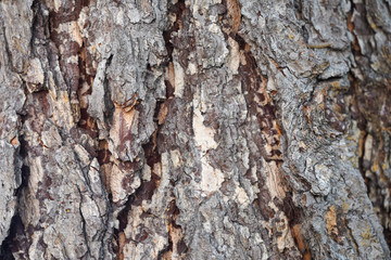 Rough tree bark texture background