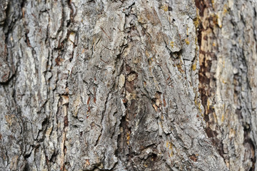 Rough tree bark texture background