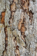 Rough tree bark texture background