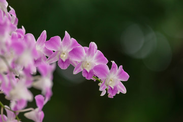 Pink orchid in the nature