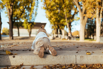 Fototapeta premium cute child gather autumn foliage in the park. learning to walk