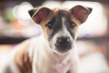 closeup puppy dog portrait