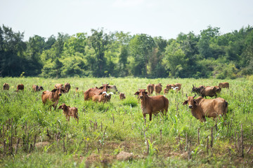 Cows grazing in meadow farm
