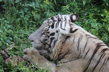 Closeup Portrait shot of a White Tiger.big white tiger lying on grass close up.