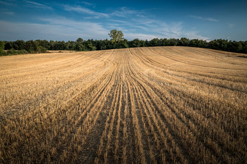 Campo de trigo después de la recogida de la cosecha en Vitoria-Gasteiz, Alava, País Vasco, españa