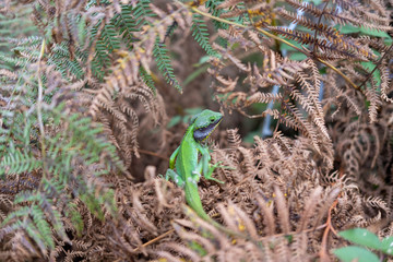  lizard plateau horton sri lanka