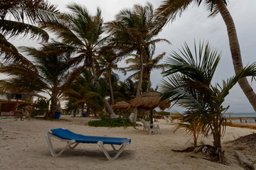 Meksykańskie palmy na wybrzeżu karaibskim