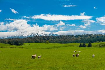 Mt. Ruapehu and fields