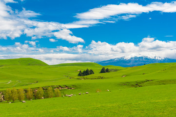 Fototapeta na wymiar Mt. Ruapehu and fields