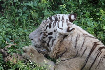 Naklejka premium Closeup Portrait shot of a White Tiger.big white tiger lying on grass close up.