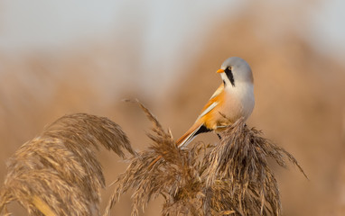 Bearded Tit  - Panurus biarmicus - male bird at a wetland in spring