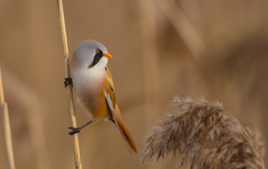 Bearded Tit  - Panurus biarmicus - male bird at a wetland in spring