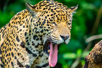 jaguar yawning