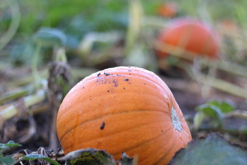 A pumpkin field ready for harvest in Yorkshire. 