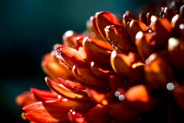 drops of water on a red leaf of a plant flowers