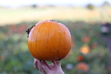 A pumpkin held up in front of a field of pumpkins 