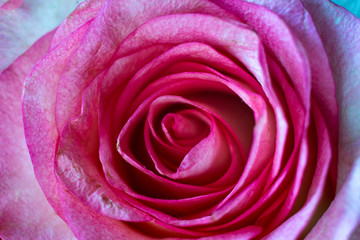 pink rose petals close-up background