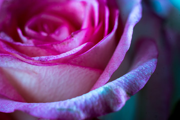 Obraz na płótnie Canvas pink rose petals close-up background