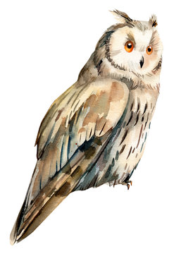 watercolor owl, bird illustration is drawn on an isolated white background