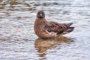 Great Skua standing in shallow water