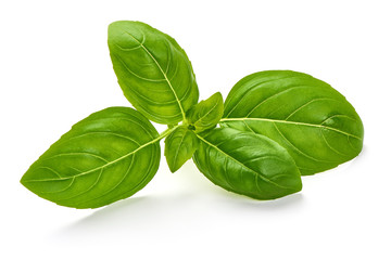 Fresh organic Basil Leaves, isolated on white background