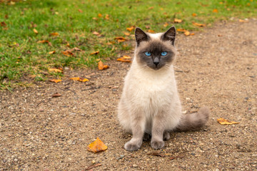 Blue-eyed kitten sitting on the path